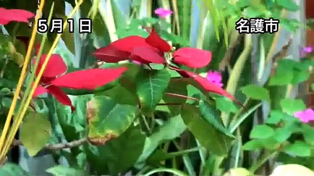 玄関上にメジロ巣作り