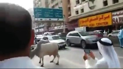 OMG!!! Cow Escaped
