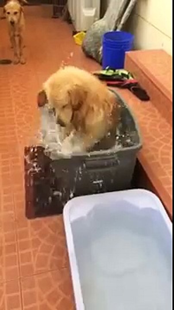 golden retriever taking a bath