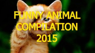 Funny and cute animal compilation 2015