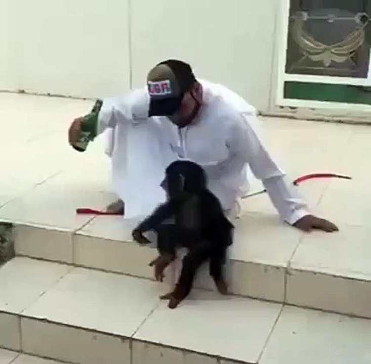 LAMO Hilarious Monkey