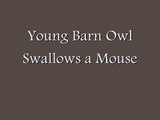 Young Barn Owl Swallows a Mouse