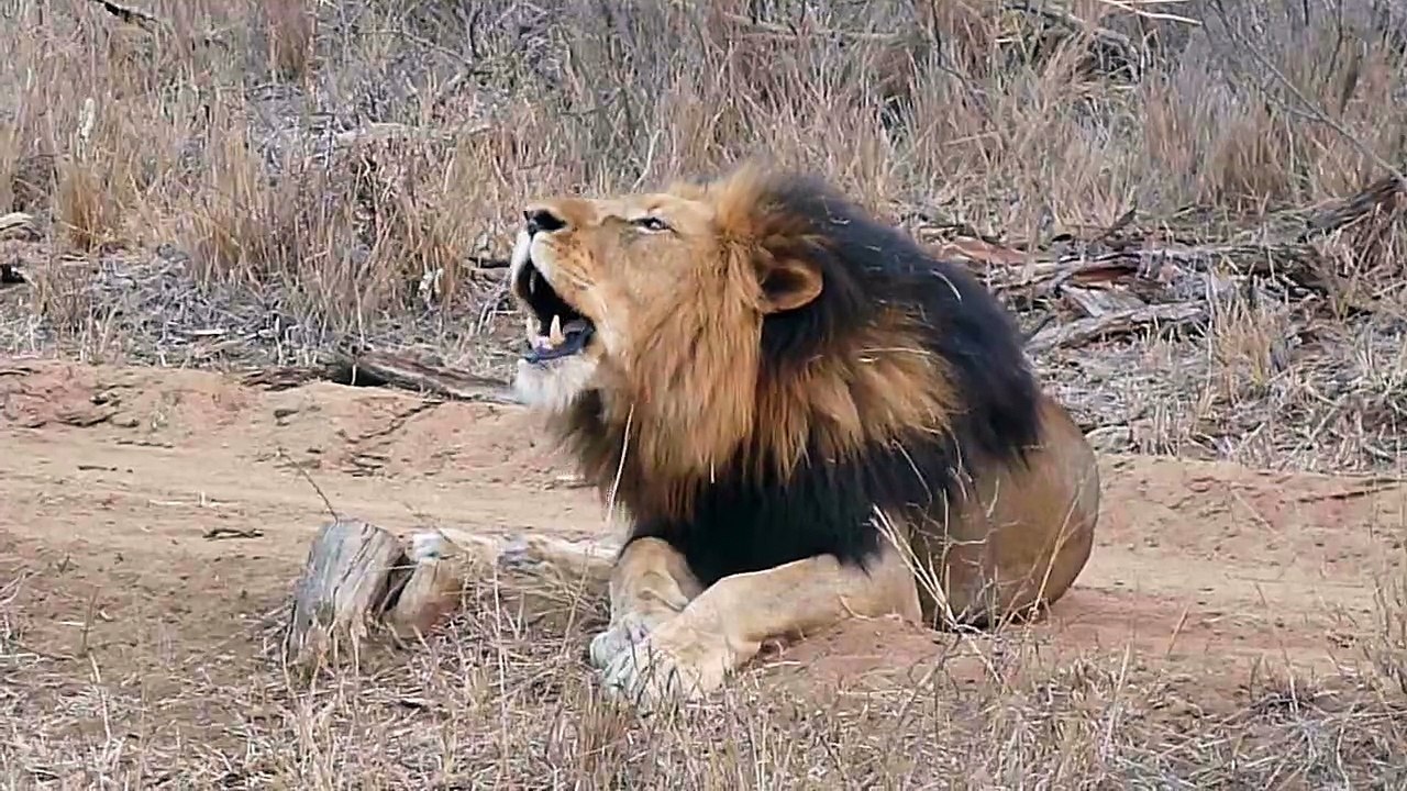 Le rugissement d'un lion
