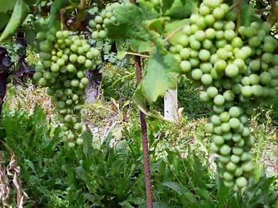 Le dolci colline delle Langhe