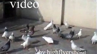 Subas Pigeon Loft