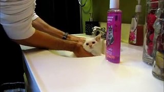 Bath Time! Mr. Kitty gets a bath