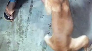 Indian Dog Funny Video