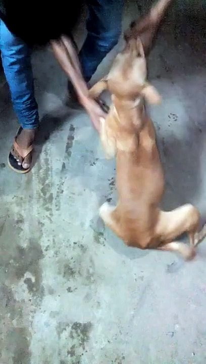 Indian Dog Funny Video