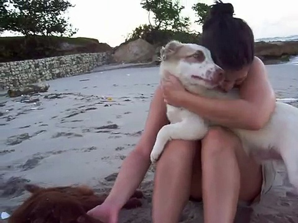 Stray dogs in Puerto Plata