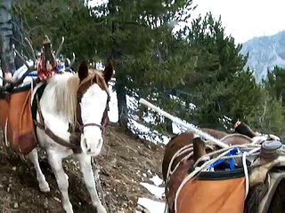 Montana Elk Hunting With Brad
