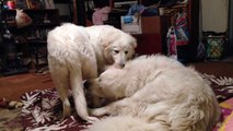 Beau the Great Pyrenees and Ava the Maremma Sheepdog