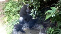 Bathing baby gorilla(1 year and 2 months old)   and dad.お父さんゴリラと赤ちゃんゴリラ（一歳二ヶ月）の水遊び。