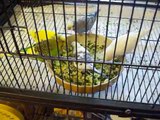 Budgies Eating Egg Food