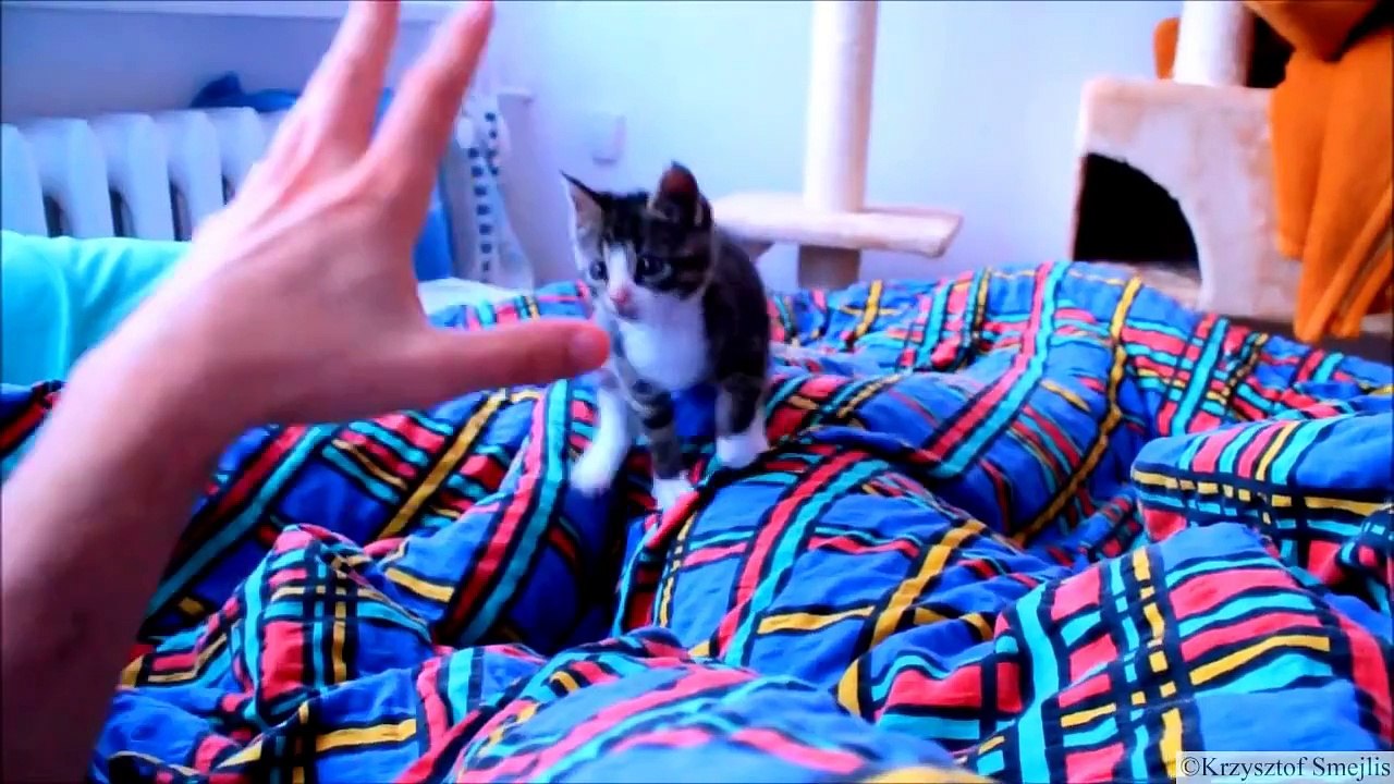 Ninja Kitten (Smile!) - 忍者子猫 (スマイル!)