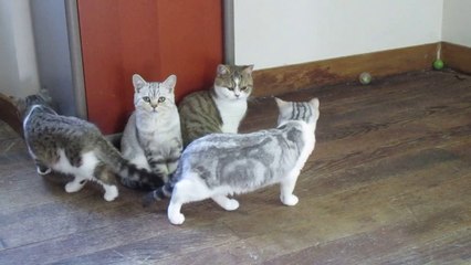 British shorthair , golden et silver tabby logan-liesl-loan-lanvin a vendre / for sale
