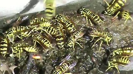 Vespula sulphurea Collecting Water, Part 1