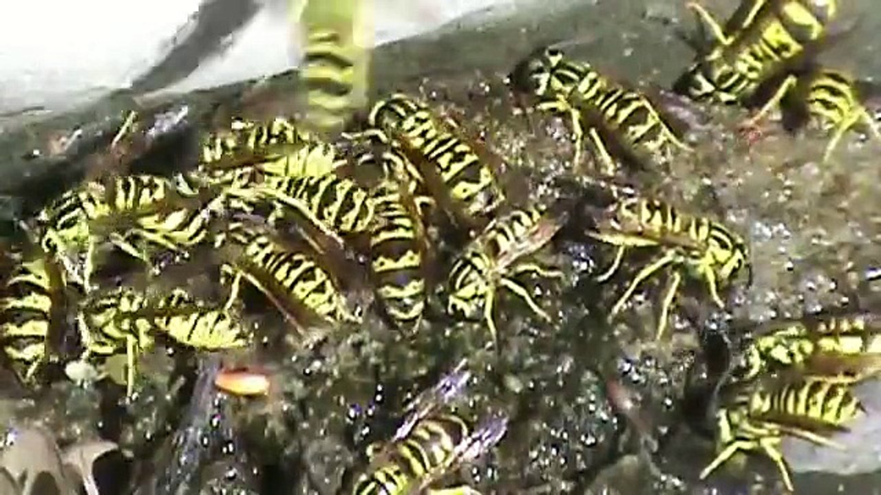 Vespula sulphurea Collecting Water, Part 1