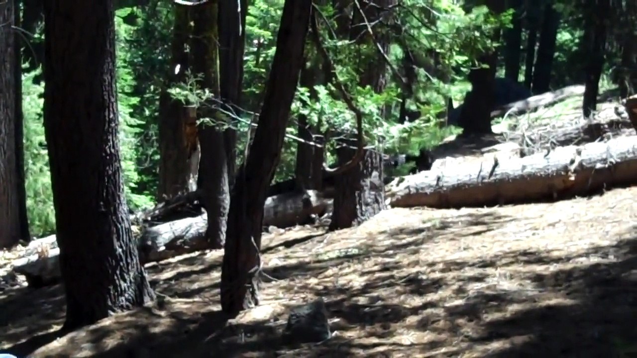 (Too) close encounter with a bear in Sequoia