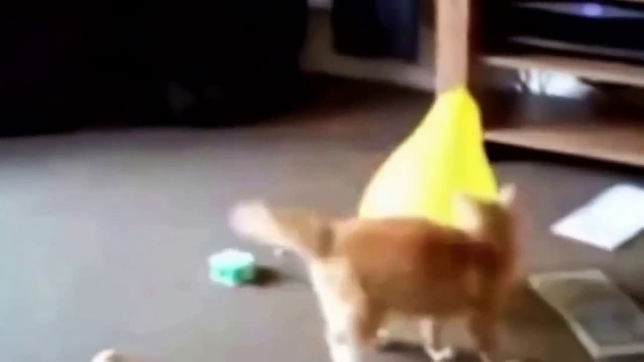 Funny cats videos - Funny cats compilation 2015 - Funny animals - Best Funny Videos #2