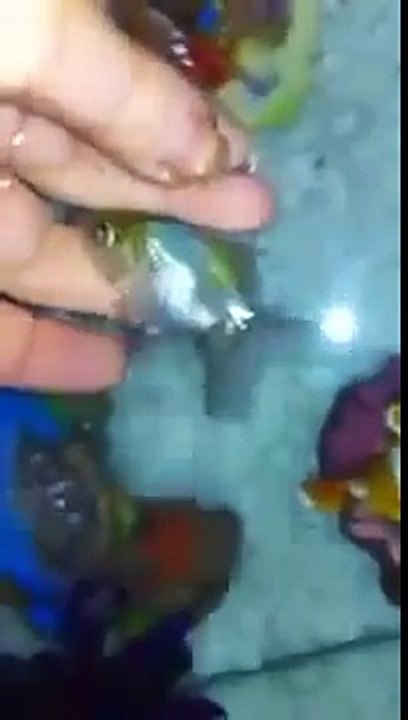 Funny cats vs fish tanks - Cute cat compilation