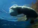 Pittsburgh Zoo & PPG Aquarium Polar Bear