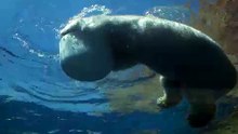 Pittsburgh Zoo & PPG Aquarium Polar Bear