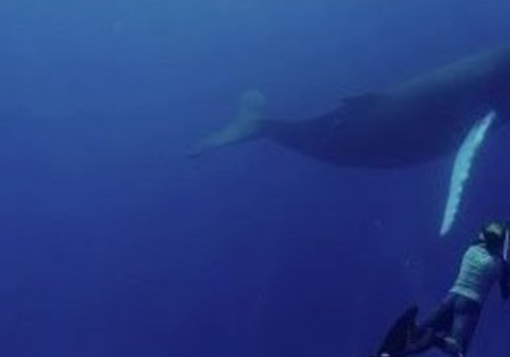 Humpback Whale Plays With a Camera Crew