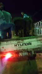 SOLD OUT IN 5 LAC KARACHI MANDI 2015