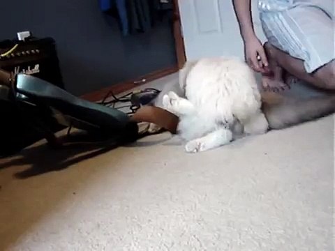 animals gone wild...crazy dog humps lazy cat