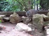 Manul Oural - Zoo Mulhouse