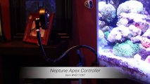 Walter's 60 Gallon Reef Aquarium