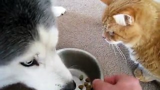 Cat Wants Husky's Blue Buffalo food.