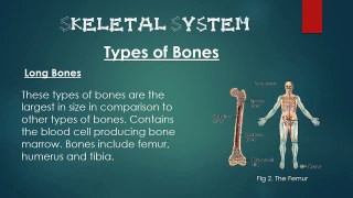 Sports Science: Skeletal System