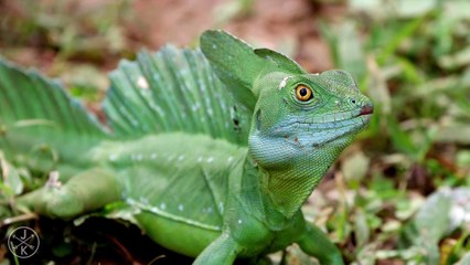 Amazing Nature 4k : Wilds