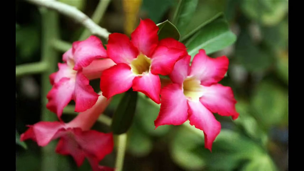 Hum Tere shahar Mein Aaye Hain Musafir ki tarah HD