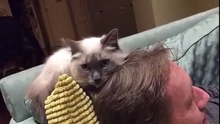 Cat Louie loves hair Funny Animals