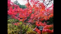Yoshikien Garden in Nara city, Japan - Japanese Garden - (No.2)