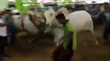 Catwalk White Nukhre Afridi Cattle Farm 2015