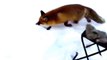 Fox fishing Funny Fails Clips Videos Funny Vines Funny Animals Videos