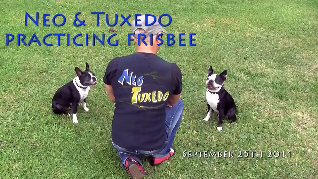 Disc Dog II Foot Stall