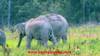 wilddogs attacking elephants
