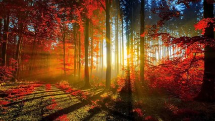 Morning Song by Steffany Gretzinger