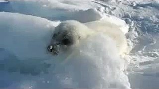 Seal (joeyclassic reupload)