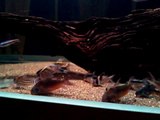 My Corydoras Tank