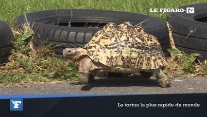 Guinness Book 2016 : de nouveaux records un peu absurdes