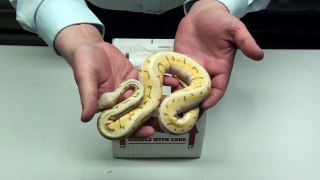 Unboxing New Ball Python (5-1-2013)