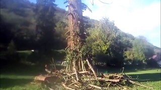 Abatage d'un séquoia géant
