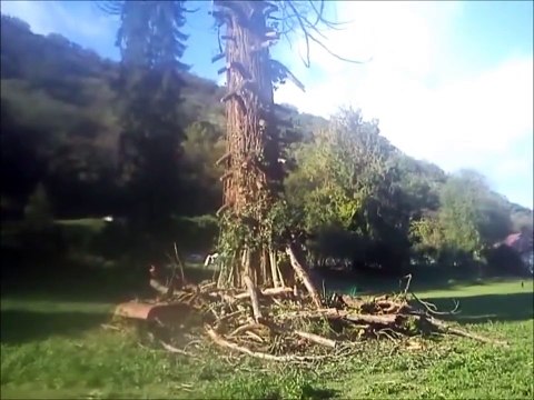 Abatage d'un séquoia géant