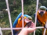 macaw parrots coming out from the jungle !! Great