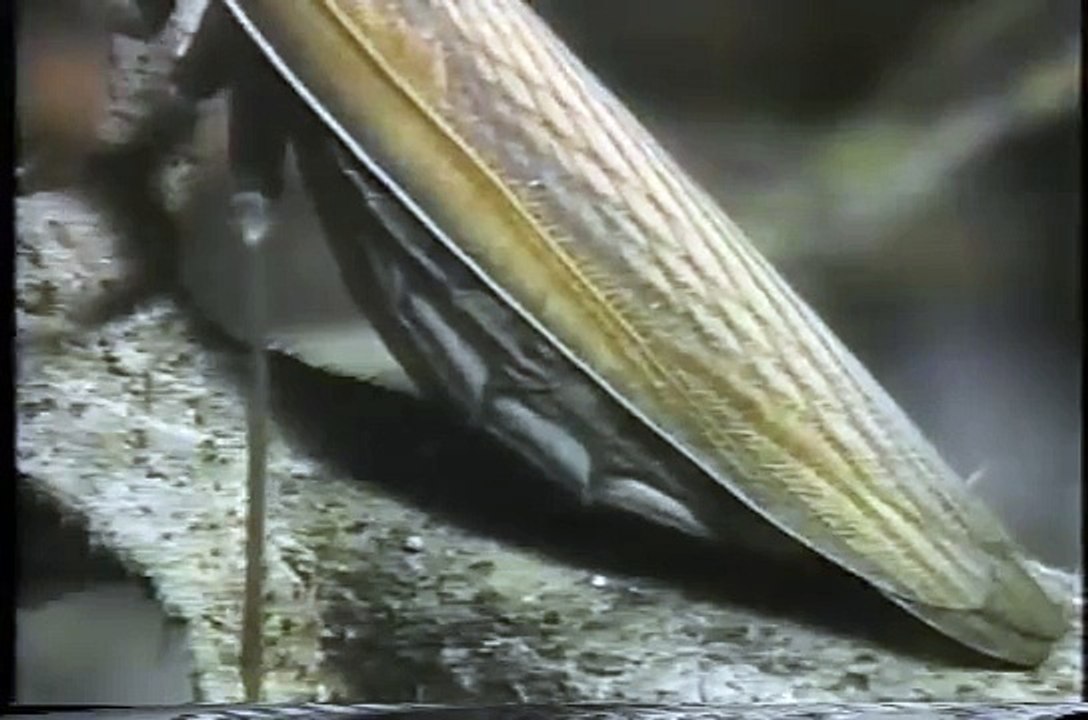 Mantis makes easy snack of small Scorpion